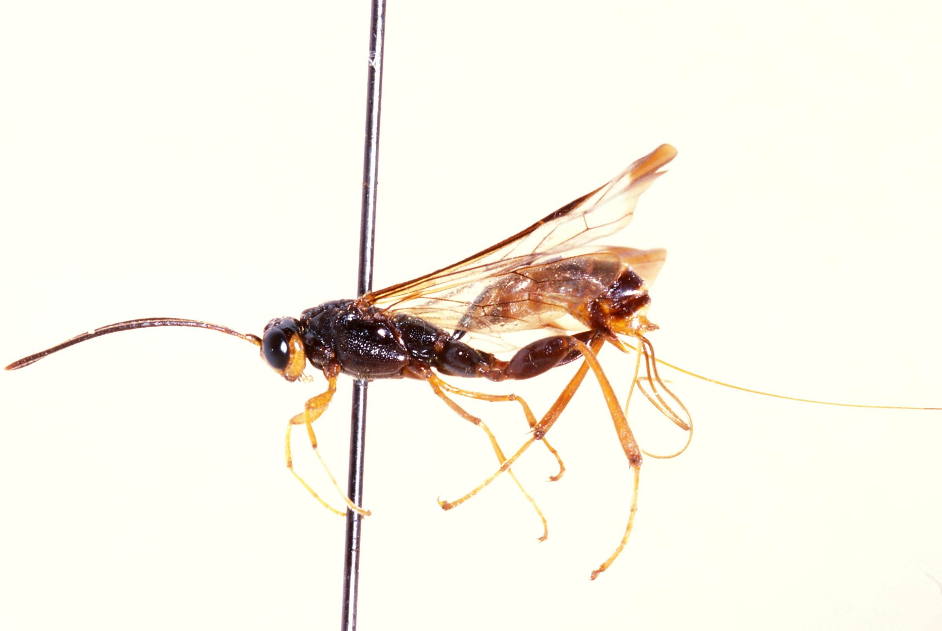 Notaulites_kivuensis_HOLOTYPE