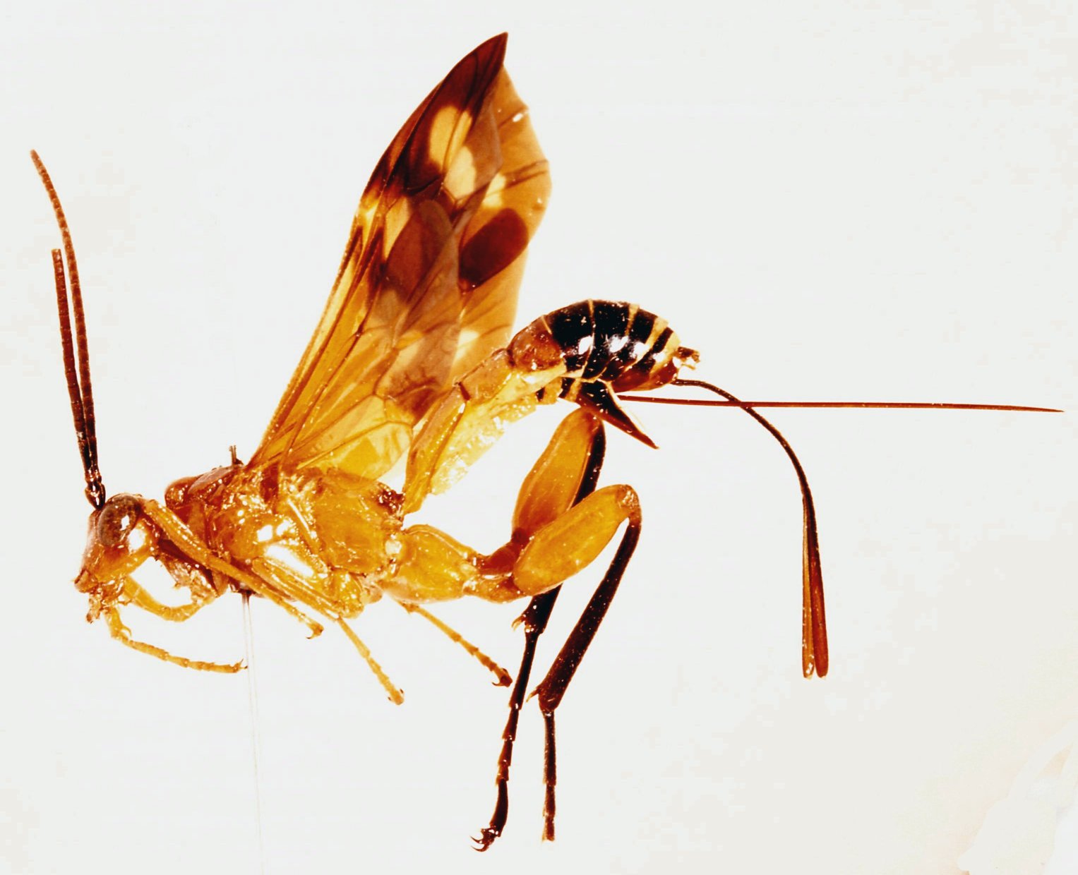 Paracollyria_dapsilis_HOLOTYPE