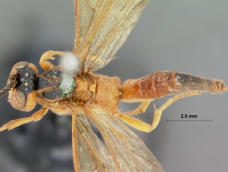 Phorotrophus_bivittatus_HOLOTYPE