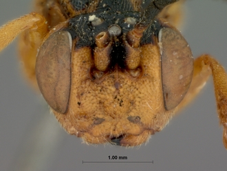 Phorotropus_bivittatus_HOLOTYPE