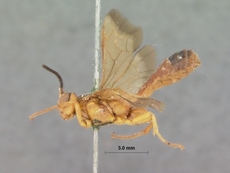 Phorotrophus_bivittatus_HOLOTYPE