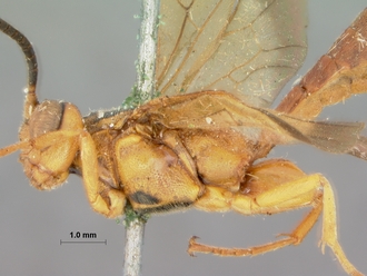Phorotrophus_bivittatus_HOLOTYPE