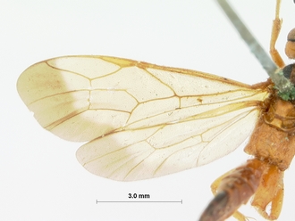 Phorotrophus_bivittatus_HOLOTYPE