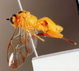 Phorotrophus_alcides_HOLOTYPE