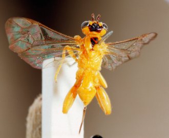 Phorotrophus_alcides_HOLOTYPE