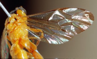 Phorotrophus_alcides_HOLOTYPE