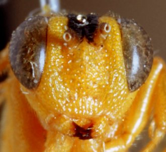 Phorotrophus_alcides_HOLOTYPE