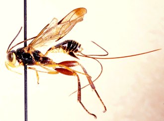Phorotrophus_perplexus_HOLOTYPE