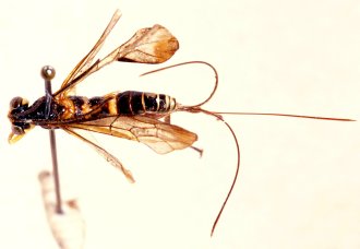Phorotrophus_perplexus_HOLOTYPE