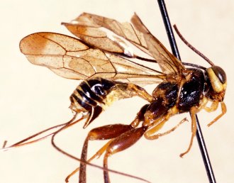 Phorotrophus_perplexus_HOLOTYPE