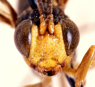 Phorotrophus_perplexus_HOLOTYPE