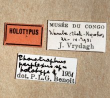 Phorotrophus_perplexus_HOLOTYPE