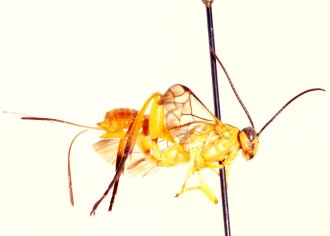 Phorotrophus_solitarius_HOLOTYPE