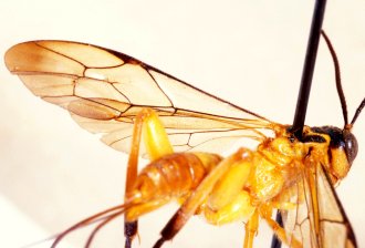 Phorotrophus_solitarius_HOLOTYPE