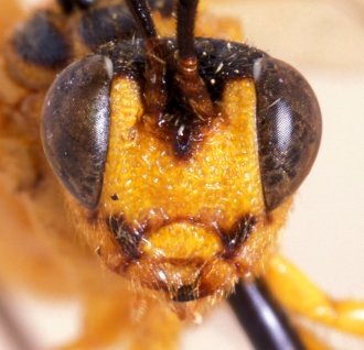 Phorotrophus_solitarius_HOLOTYPE