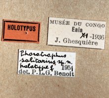 Phorotrophus_solitarius_HOLOTYPE