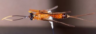 Phorotrophus_thouvenoti_LECTOTYPE