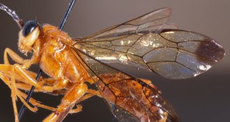 ../../images/O-P/Phorotrophus_thouvenoti_LECTOTYPE