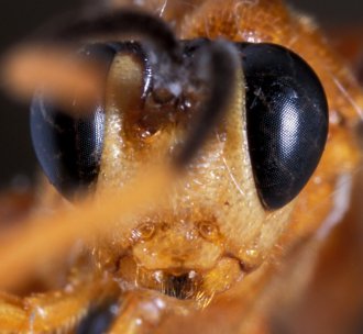Phorotrophus_thouvenoti_LECTOTYPE