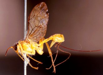 Phorotrophus_trilobus_HOLOTYPE