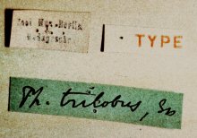 Phorotrophus_trilobus_HOLOTYPE_labels