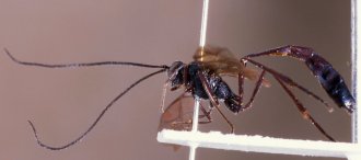 Agrypon_hancocki_HOLOTYPE