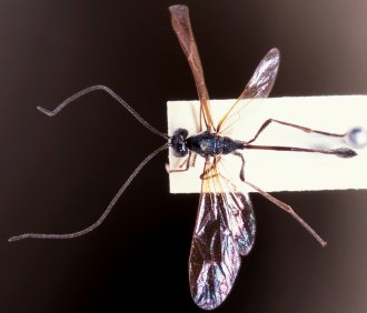 Agrypon_hancocki_HOLOTYPE