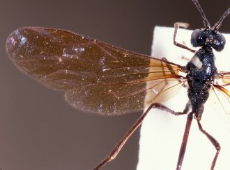 Agrypon_hancocki_HOLOTYPE