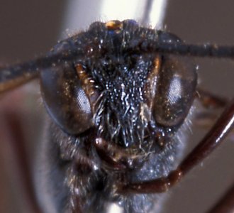 Agrypon_hancocki_HOLOTYPE