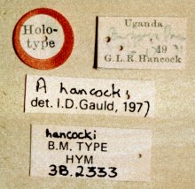Agrypon_hancocki_labels
