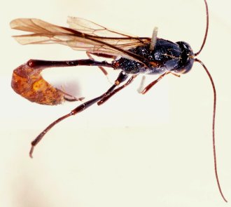 Agrypon_leucostomum_LECTOTYPE