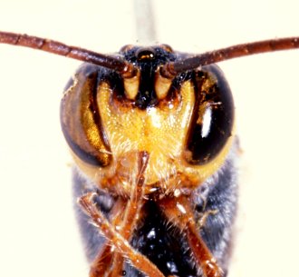 Agrypon_leucostomum_LECTOTYPE