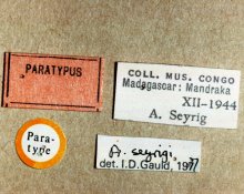 Agrypon_seyrigi_PARATYPE