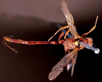 Anomalon_flavomaculata_HOLOTYPE