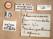Anomalon_flavomaculatum_HOLOTYPE_labels
