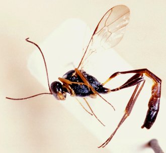 Anomalon_punctatulum_PARATYPE