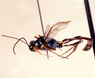 Anomalon_punctatulum_PARATYPE