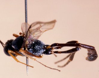Anomalon_punctatulum_PARATYPE