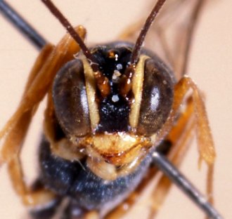 Anomalon_punctatulum_PARATYPE
