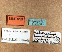 Anomalon_punctatulum_PARATYPE_labels