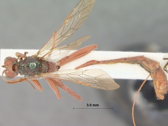 Anomalon_ruficeps_HOLOTYPE