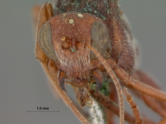 Anomalon_ruficeps_HOLOTYPE