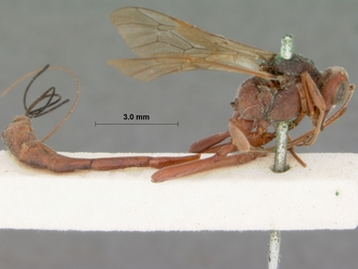 Anomalon_ruficeps_HOLOTYPE