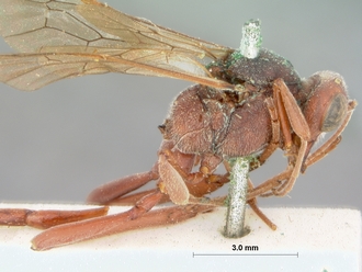 Anomalon_ruficeps_HOLOTYPE