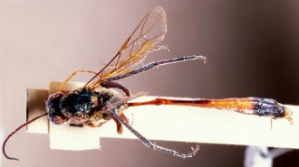 Barylypa_bipartita_HOLOTYPE