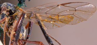 Barylypa_bipartita_HOLOTYPE