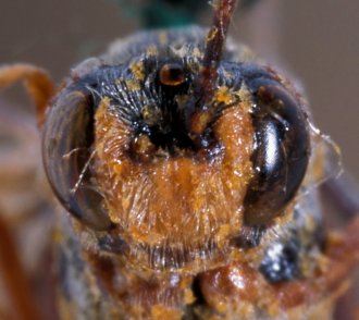Barylypa_bipartita_HOLOTYPE
