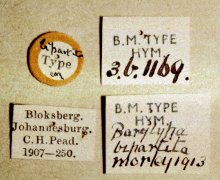 Barylypa_bipartita_labels