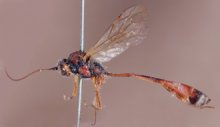 Barylypa_xanthomelas_HOLOTYPE