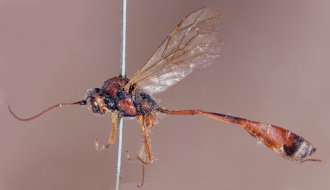 Barylypa_xanthomelas_HOLOTYPE